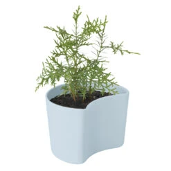 RIG TIG YOUR TREE Pot Met Zaadjes 6 RIG TIG YOUR TREE Pot Met Zaadjes -Muuto Verkoopwinkel 42898 04 02 7b93b42912